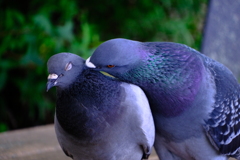 仲睦まじい鳩