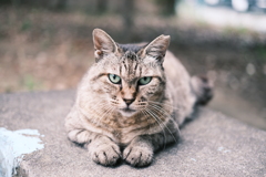 眼力