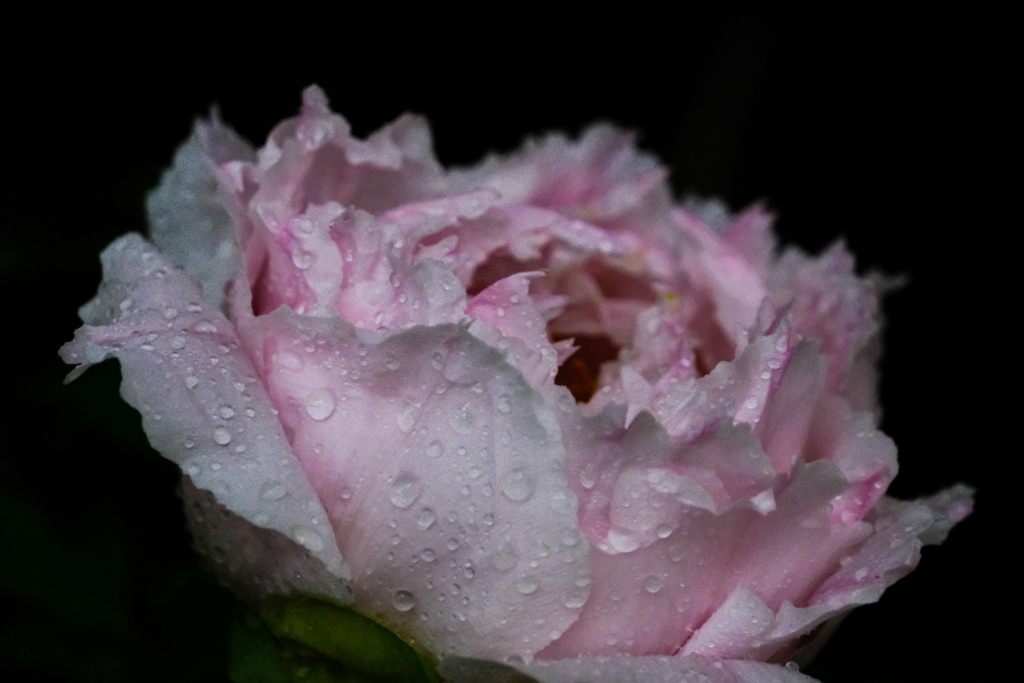 雨と牡丹