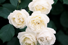 白薔薇