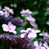 紫陽花