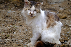 山梨の猫