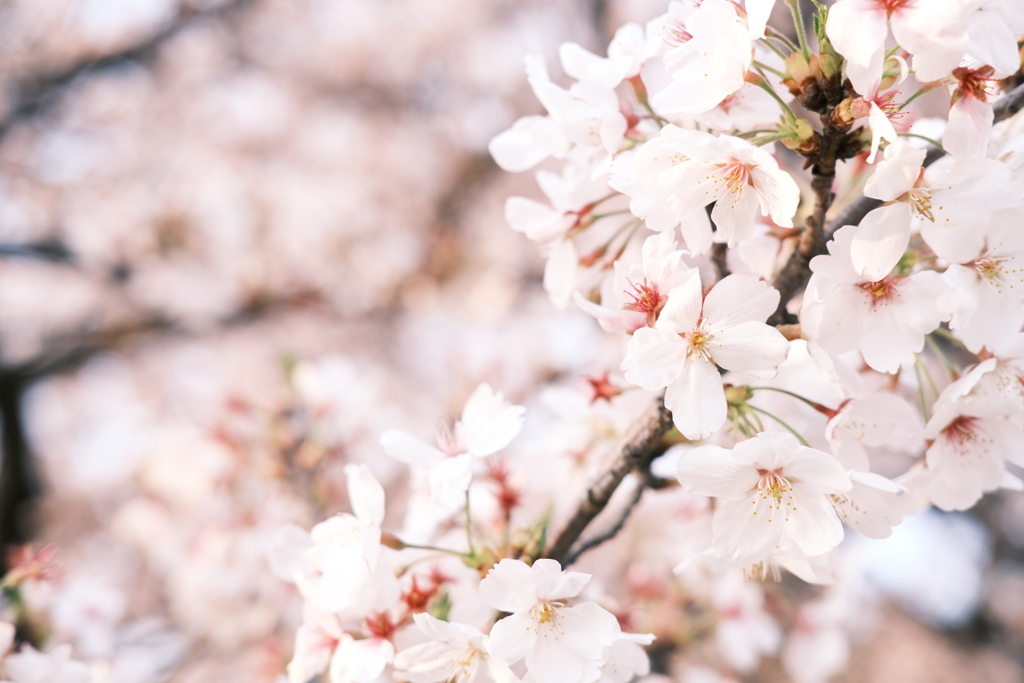 昼の桜