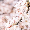 昼の桜