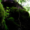 苔むす