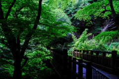 緑の橋