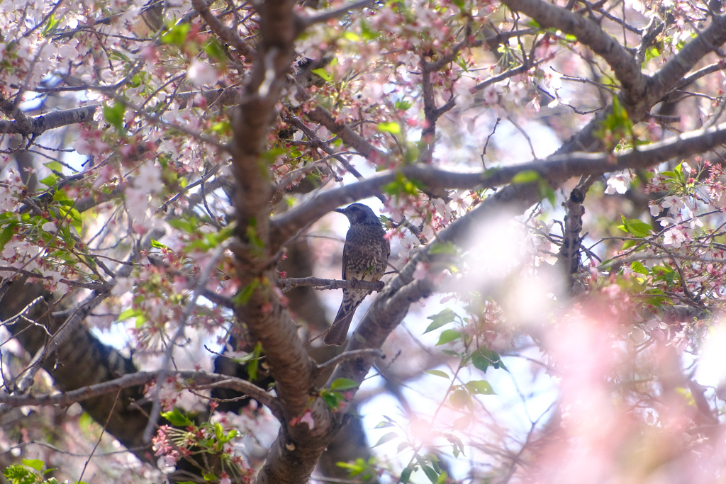 桜にヒヨドリ