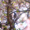 桜にヒヨドリ