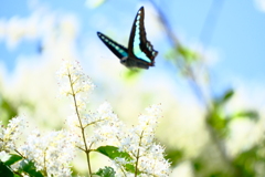 あの花まで