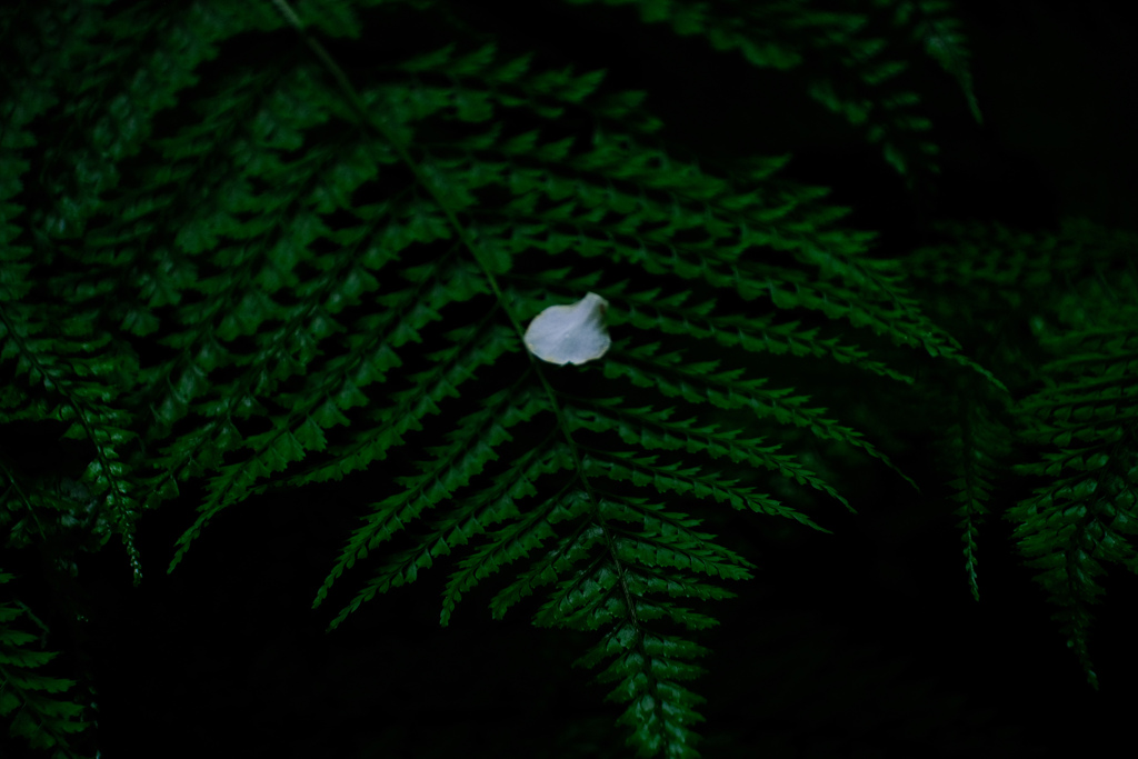 花びら