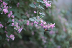 花と蜂