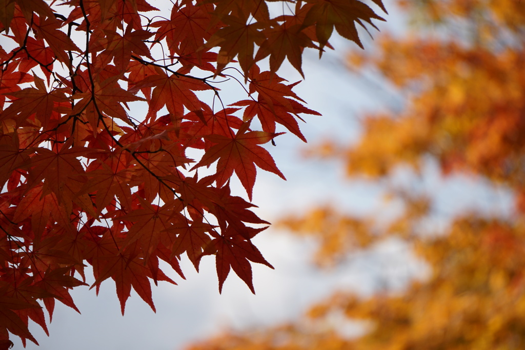 中島公園 紅葉