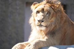 円山動物園 ライオン