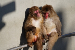 円山動物園 ニホンザル