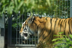 円山動物園 アムールトラ