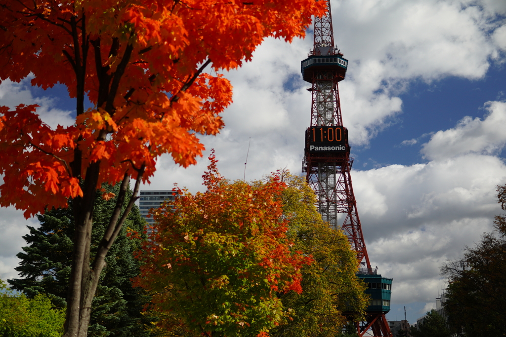 大通公園 紅葉