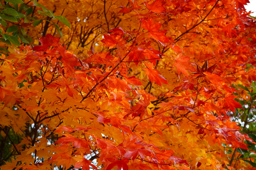 平岡公園 紅葉