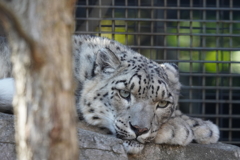 円山動物園 ユキヒョウ