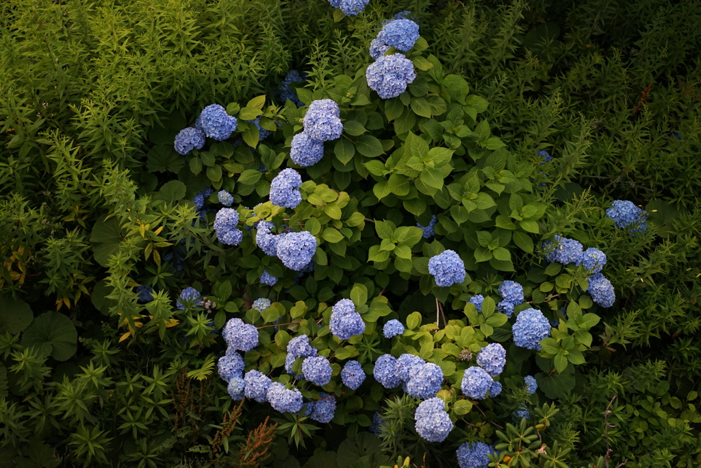 紫陽花