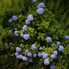 紫陽花
