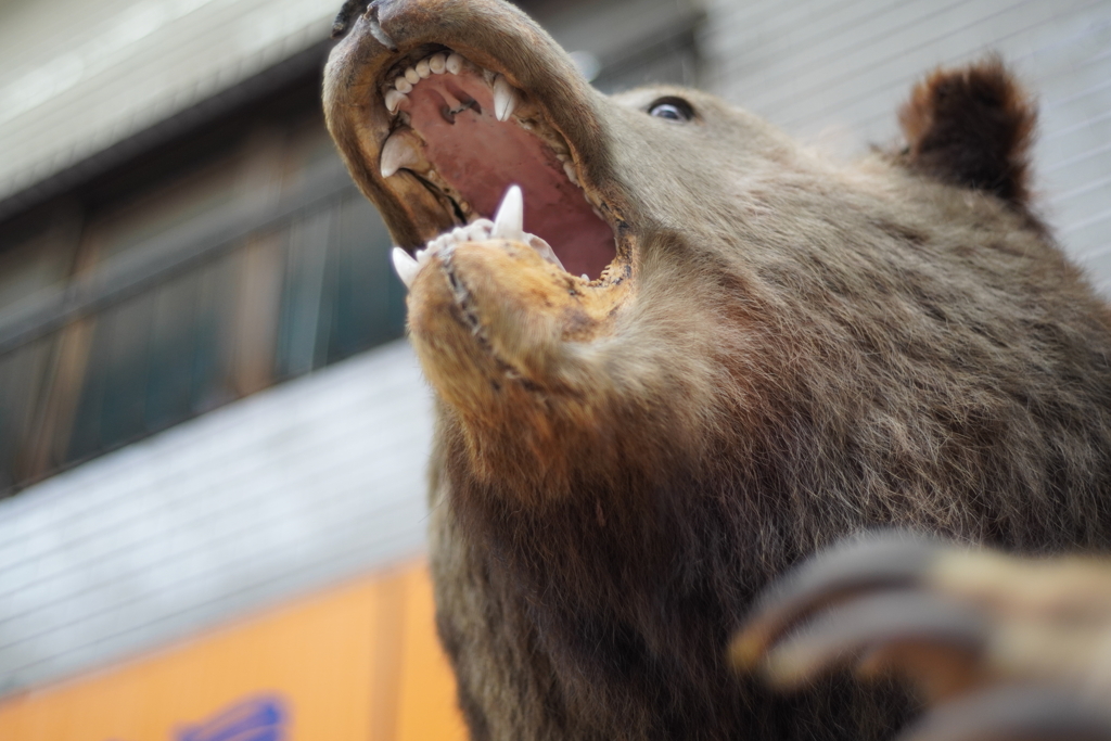 狸小路のクマー