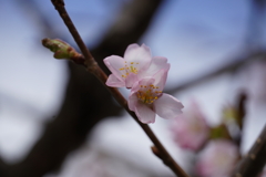 中島公園 桜