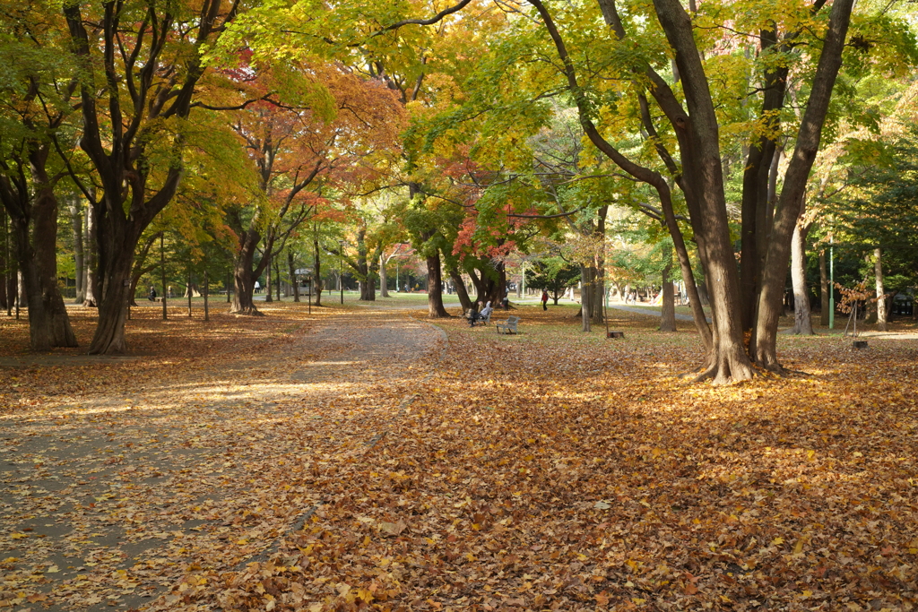 円山公園 秋