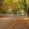 円山公園 秋