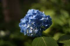 豊平公園　紫陽花