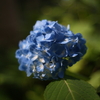 豊平公園　紫陽花