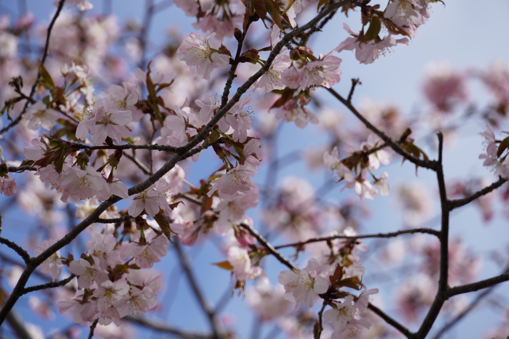中島公園 桜
