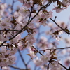 中島公園 桜