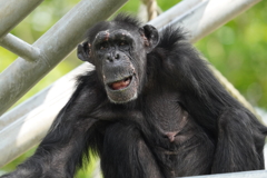 円山動物園 チンパンジー
