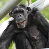 円山動物園 チンパンジー