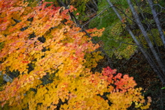 平岡公園 紅葉