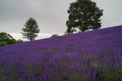 幌見峠　ラベンダー畑