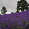 幌見峠　ラベンダー畑