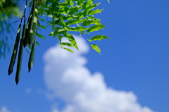 青空と豆？