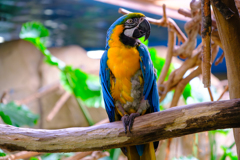 コンゴウインコ オウム目インコ科