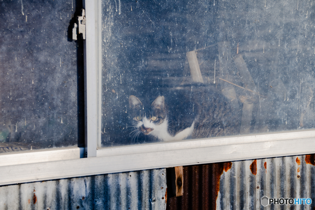 牛舎猫