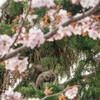 桜とエゾリス