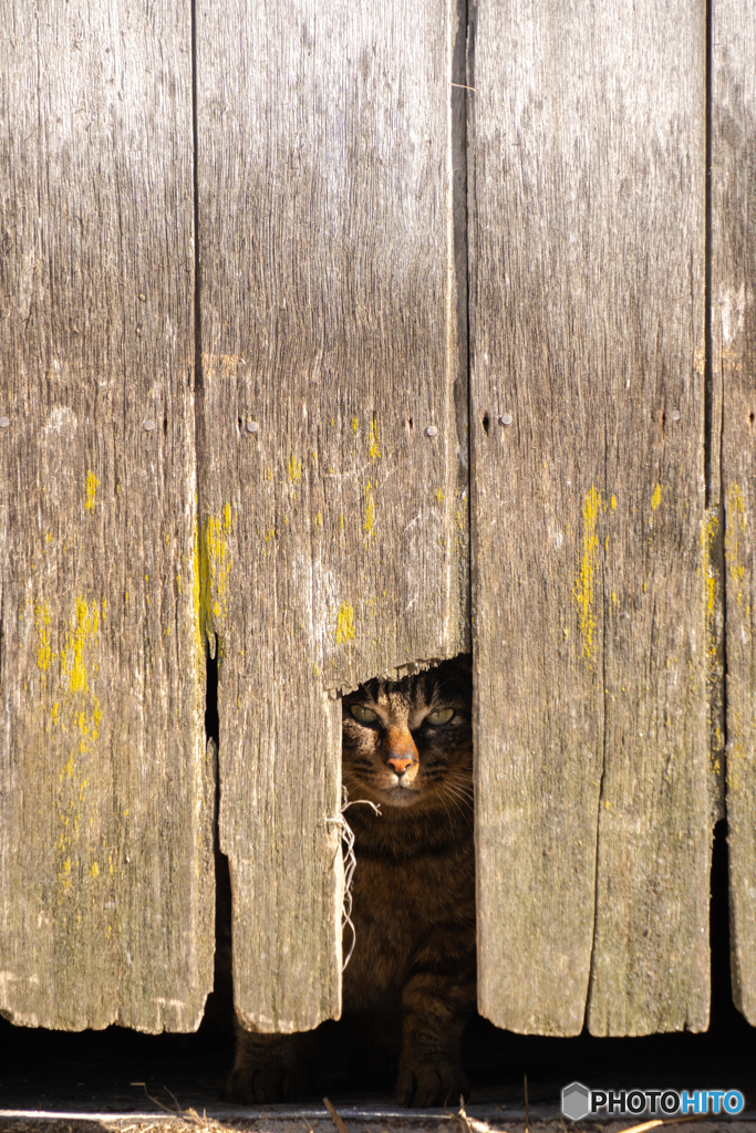 ぴったり猫