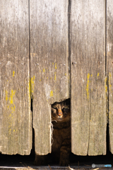 ぴったり猫