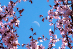 月と桜