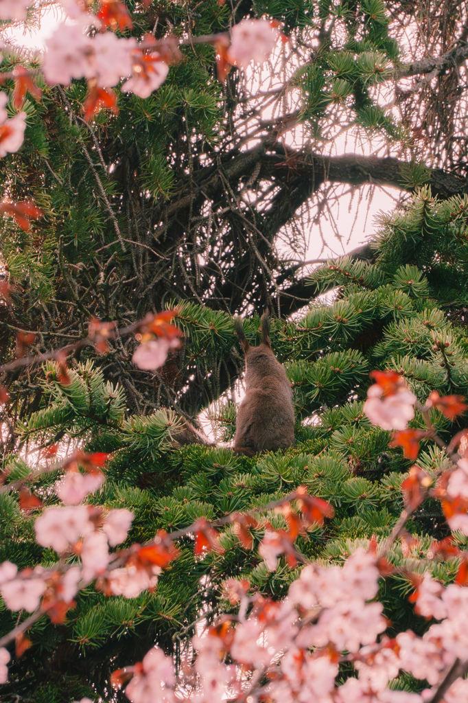 エゾリスと桜