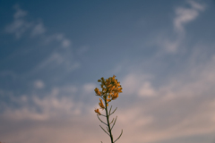 菜の花