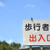 自分スズメなんで大丈夫です