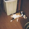 習作　YASHICA minimatic-S　初撮り