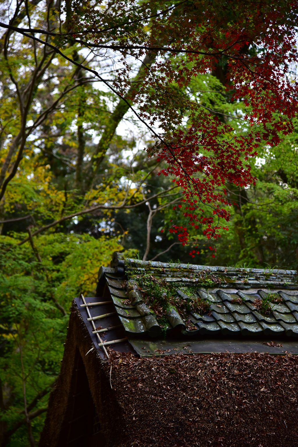 紅葉狩り2