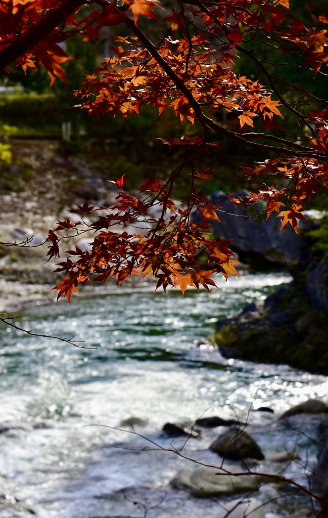 紅葉狩り